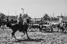 Equine Photography from horse events at the 174th Ancaster fair on September 20th of 2024.