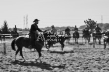 Equine Photography from horse events at the 174th Ancaster fair on September 20th of 2024.