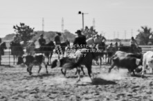 Equine Photography from horse events at the 174th Ancaster fair on September 20th of 2024.