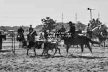 Equine Photography from horse events at the 174th Ancaster fair on September 20th of 2024.