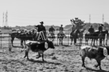 Equine Photography from horse events at the 174th Ancaster fair on September 20th of 2024.