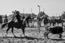 Equine Photography from horse events at the 174th Ancaster fair on September 20th of 2024.