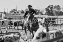 Equine Photography from horse events at the 174th Ancaster fair on September 20th of 2024.