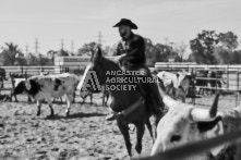 Equine Photography from horse events at the 174th Ancaster fair on September 20th of 2024.