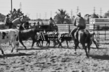 Equine Photography from horse events at the 174th Ancaster fair on September 20th of 2024.