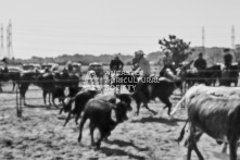 Equine Photography from horse events at the 174th Ancaster fair on September 20th of 2024.