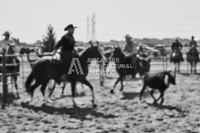 Equine Photography from horse events at the 174th Ancaster fair on September 20th of 2024.