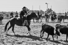 Equine Photography from horse events at the 174th Ancaster fair on September 20th of 2024.