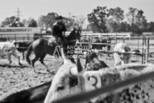 Equine Photography from horse events at the 174th Ancaster fair on September 20th of 2024.