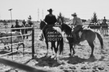 Equine Photography from horse events at the 174th Ancaster fair on September 20th of 2024.