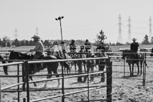 Equine Photography from horse events at the 174th Ancaster fair on September 20th of 2024.