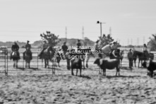 Equine Photography from horse events at the 174th Ancaster fair on September 20th of 2024.