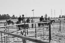 Equine Photography from horse events at the 174th Ancaster fair on September 20th of 2024.