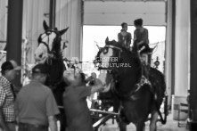 Equine Photography from horse events at the 174th Ancaster fair on September 20th of 2024.