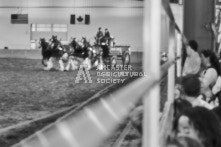 Equine Photography from horse events at the 174th Ancaster fair on September 20th of 2024.