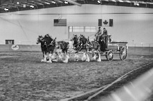 Equine Photography from horse events at the 174th Ancaster fair on September 20th of 2024.