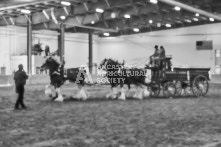 Equine Photography from horse events at the 174th Ancaster fair on September 20th of 2024.