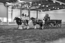 Equine Photography from horse events at the 174th Ancaster fair on September 20th of 2024.