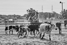 Equine Photography from horse events at the 174th Ancaster fair on September 20th of 2024.