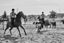 Equine Photography from horse events at the 174th Ancaster fair on September 20th of 2024.