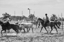 Equine Photography from horse events at the 174th Ancaster fair on September 20th of 2024.