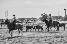 Equine Photography from horse events at the 174th Ancaster fair on September 20th of 2024.