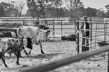 Equine Photography from horse events at the 174th Ancaster fair on September 20th of 2024.