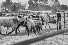 Equine Photography from horse events at the 174th Ancaster fair on September 20th of 2024.