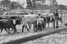 Equine Photography from horse events at the 174th Ancaster fair on September 20th of 2024.