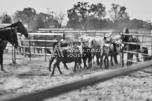 Equine Photography from horse events at the 174th Ancaster fair on September 20th of 2024.