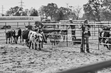 Equine Photography from horse events at the 174th Ancaster fair on September 20th of 2024.