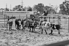 Equine Photography from horse events at the 174th Ancaster fair on September 20th of 2024.