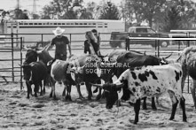 Equine Photography from horse events at the 174th Ancaster fair on September 20th of 2024.