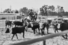 Equine Photography from horse events at the 174th Ancaster fair on September 20th of 2024.