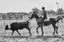 Equine Photography from horse events at the 174th Ancaster fair on September 20th of 2024.