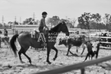 Equine Photography from horse events at the 174th Ancaster fair on September 20th of 2024.