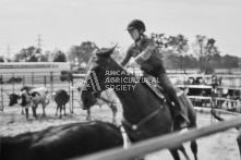 Equine Photography from horse events at the 174th Ancaster fair on September 20th of 2024.