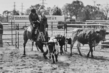 Equine Photography from horse events at the 174th Ancaster fair on September 20th of 2024.