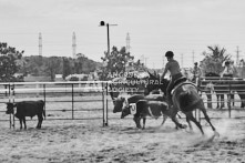 Equine Photography from horse events at the 174th Ancaster fair on September 20th of 2024.