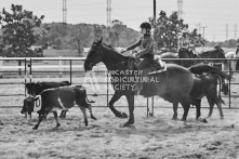 Equine Photography from horse events at the 174th Ancaster fair on September 20th of 2024.