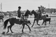 Equine Photography from horse events at the 174th Ancaster fair on September 20th of 2024.