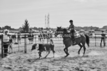 Equine Photography from horse events at the 174th Ancaster fair on September 20th of 2024.