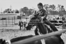 Equine Photography from horse events at the 174th Ancaster fair on September 20th of 2024.