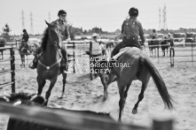 Equine Photography from horse events at the 174th Ancaster fair on September 20th of 2024.