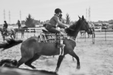 Equine Photography from horse events at the 174th Ancaster fair on September 20th of 2024.