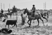 Equine Photography from horse events at the 174th Ancaster fair on September 20th of 2024.