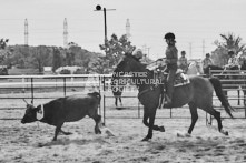 Equine Photography from horse events at the 174th Ancaster fair on September 20th of 2024.