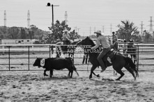 Equine Photography from horse events at the 174th Ancaster fair on September 20th of 2024.