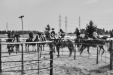 Equine Photography from horse events at the 174th Ancaster fair on September 20th of 2024.