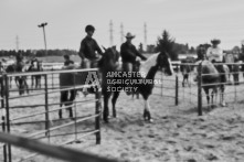 Equine Photography from horse events at the 174th Ancaster fair on September 20th of 2024.